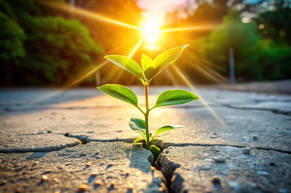 G&V Venture Brands Agency | Green plant breaking through pavement
