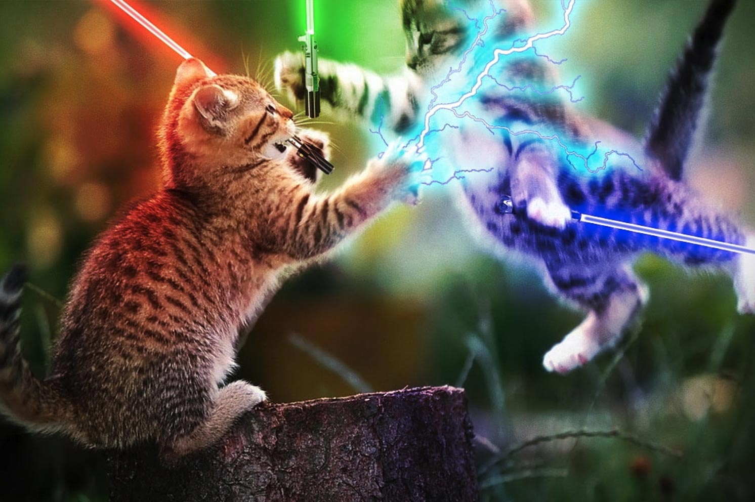 G&V | Venture Brands Agency | Two kittens fighting with lightsabers